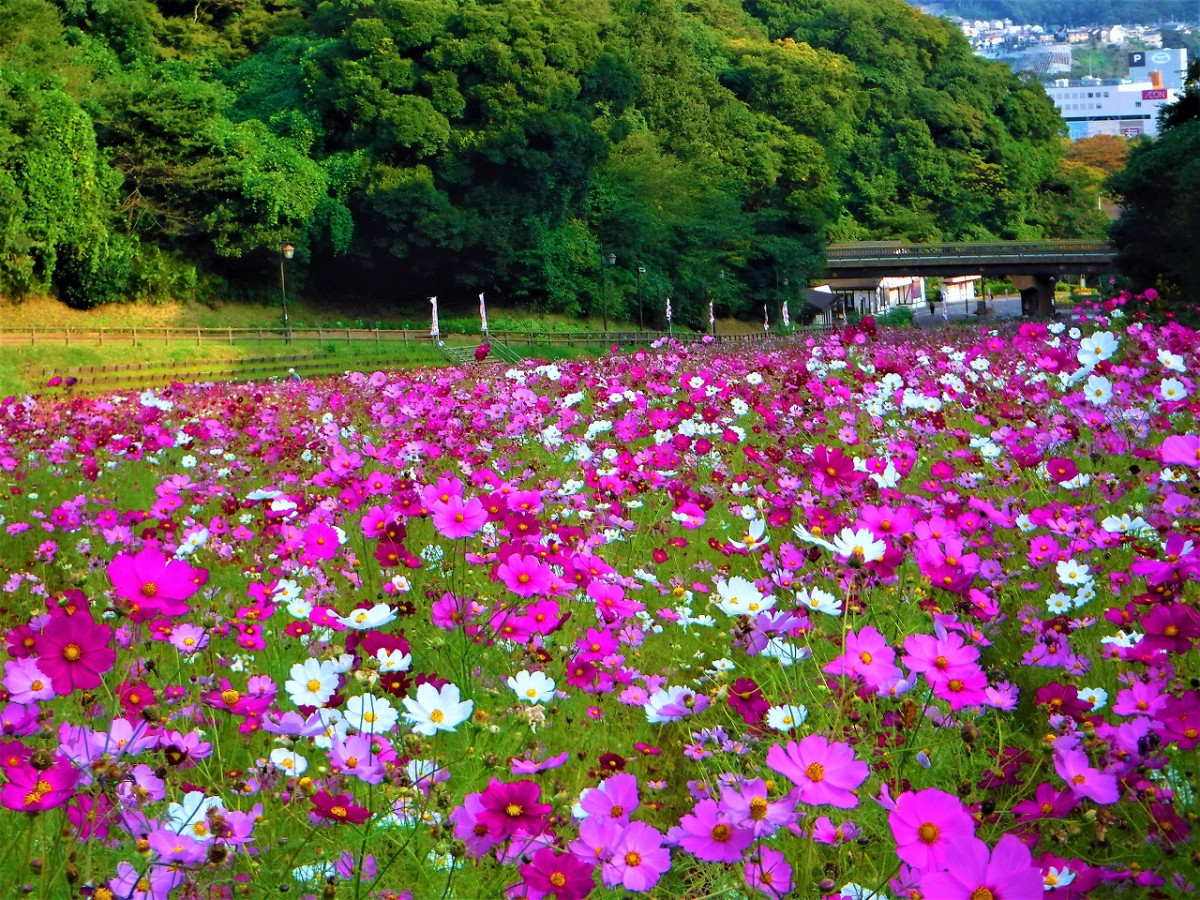 くり は ま 花 の 国